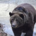 Vianočný výlet do ZOO