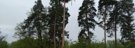 Stavanie májového stromu 30.4.2019 - IMG_20190430_101236