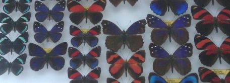 Beseda s lovcami motýľov a chrobákov - IMAG2860