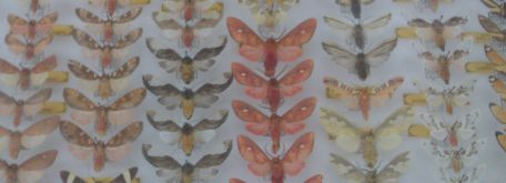 Beseda s lovcami motýľov a chrobákov - IMAG2861